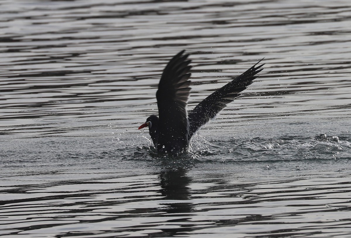 Inca Tern - Catalina Prado Bustamante