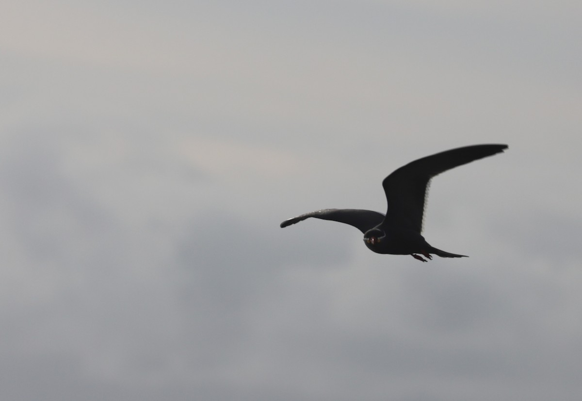 Inca Tern - ML618965452