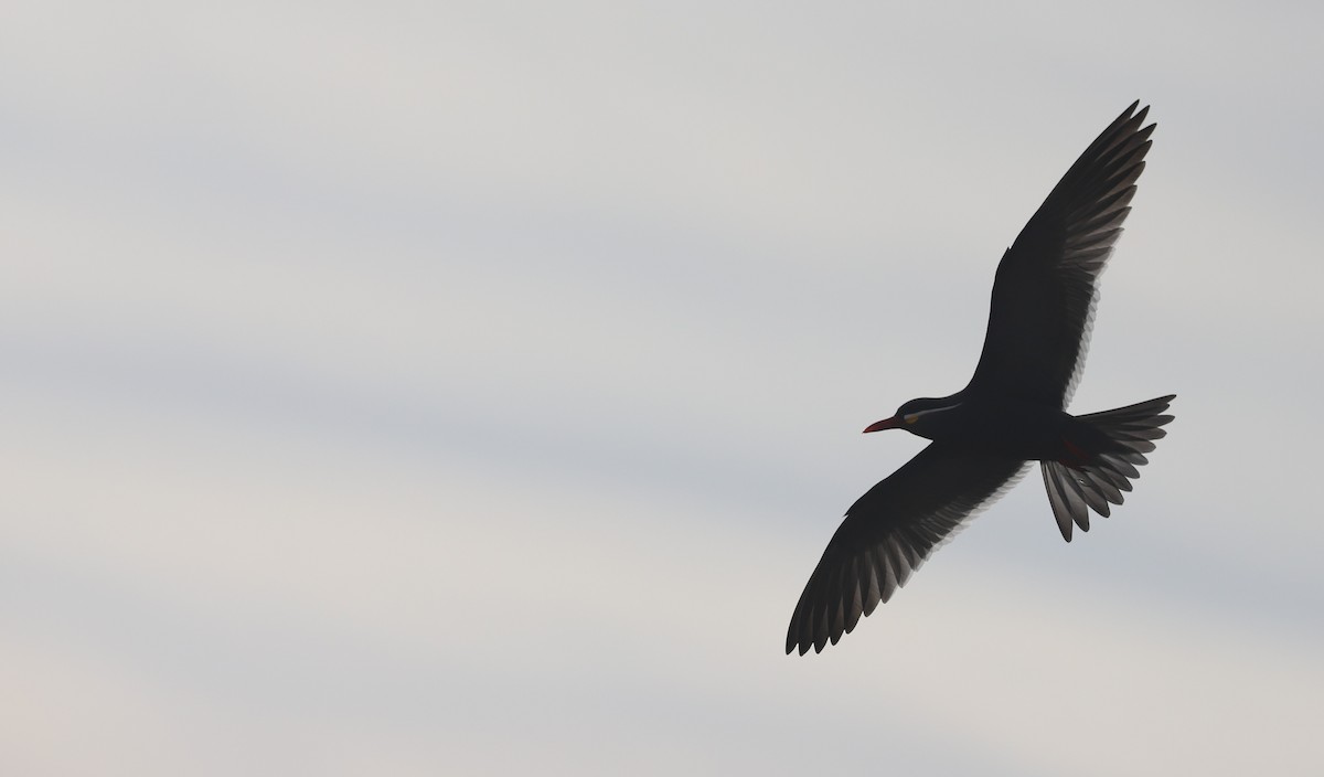 Inca Tern - ML618965453