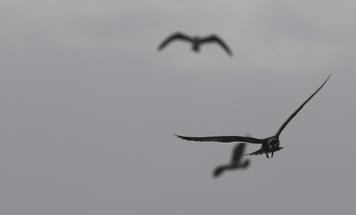 Inca Tern - Catalina Prado Bustamante