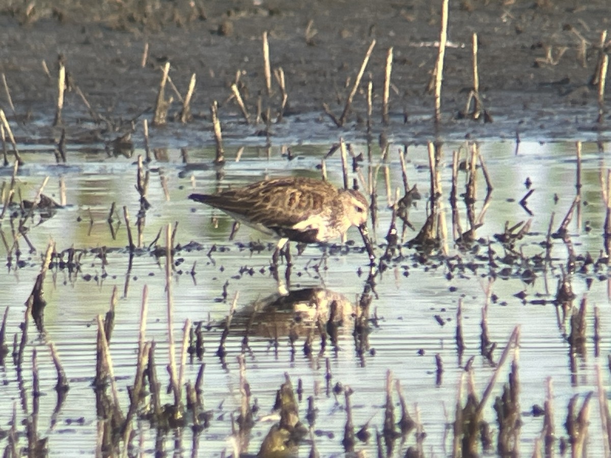 Dunlin - Eric Heisey