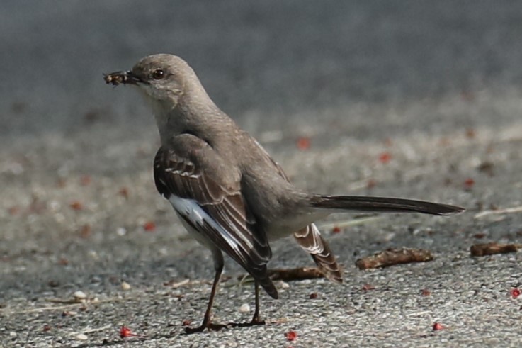 Northern Mockingbird - michael vedder