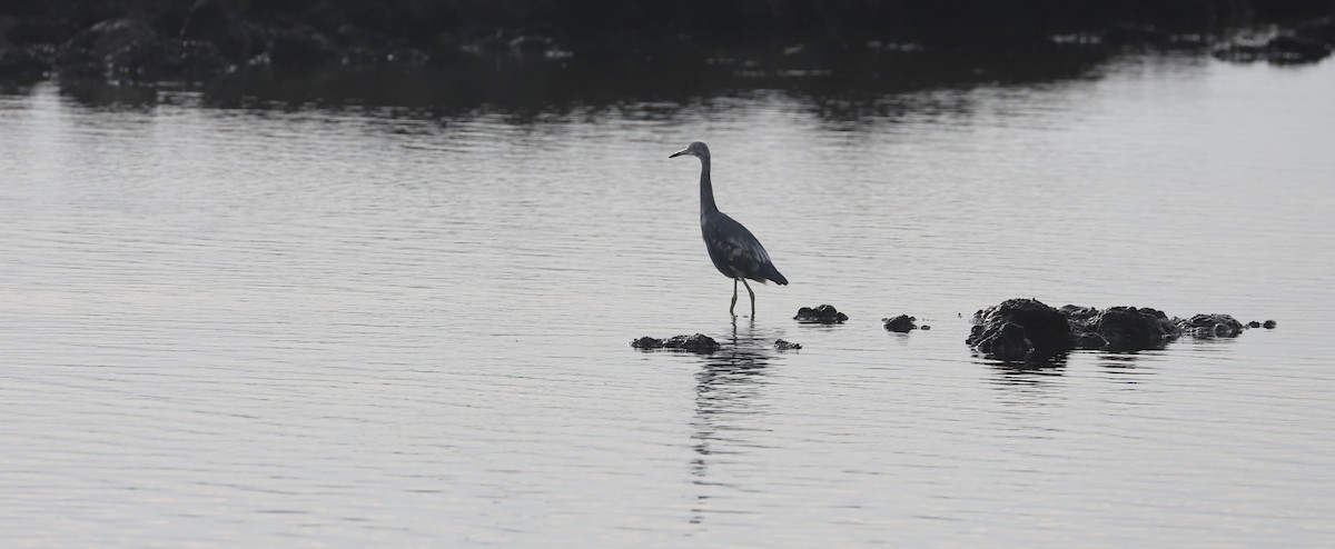 Little Blue Heron - ML618965478