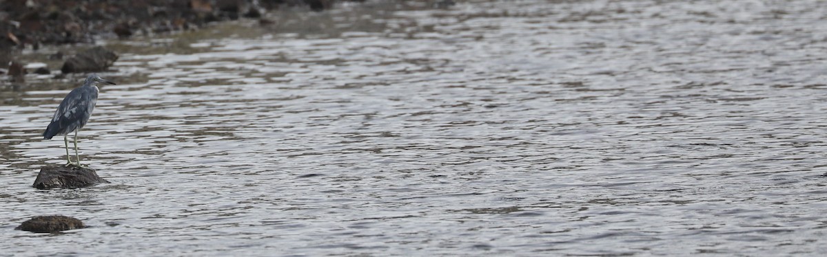 Little Blue Heron - ML618965479