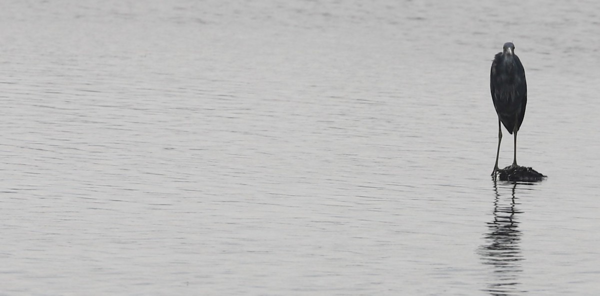 Little Blue Heron - ML618965480
