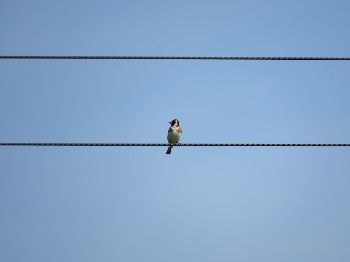 European Goldfinch - ML618965505