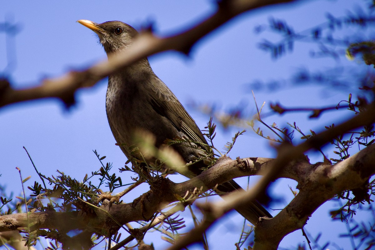 Chiguanco Thrush - Eduardo Sanhueza Mendez