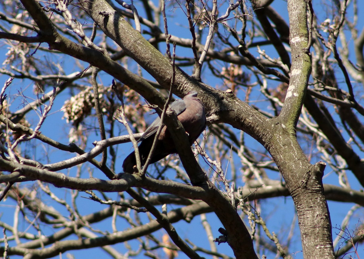 Chilean Pigeon - ML618965509