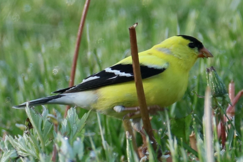 American Goldfinch - ML618965521