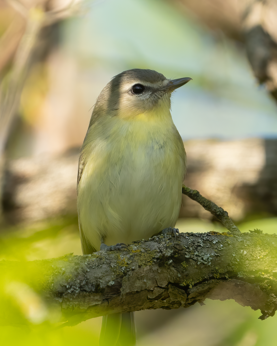 Philadelphia Vireo - Michael Filosa