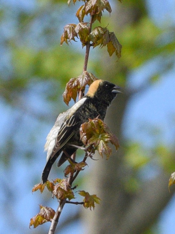 Bobolink - Wendy Hill