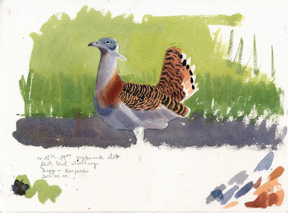 Great Bustard - Szabolcs Kókay