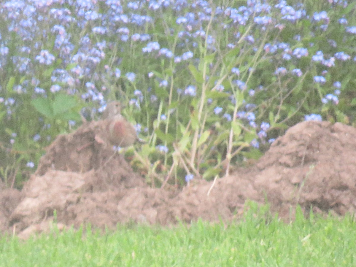 Eurasian Linnet - Robert Martin