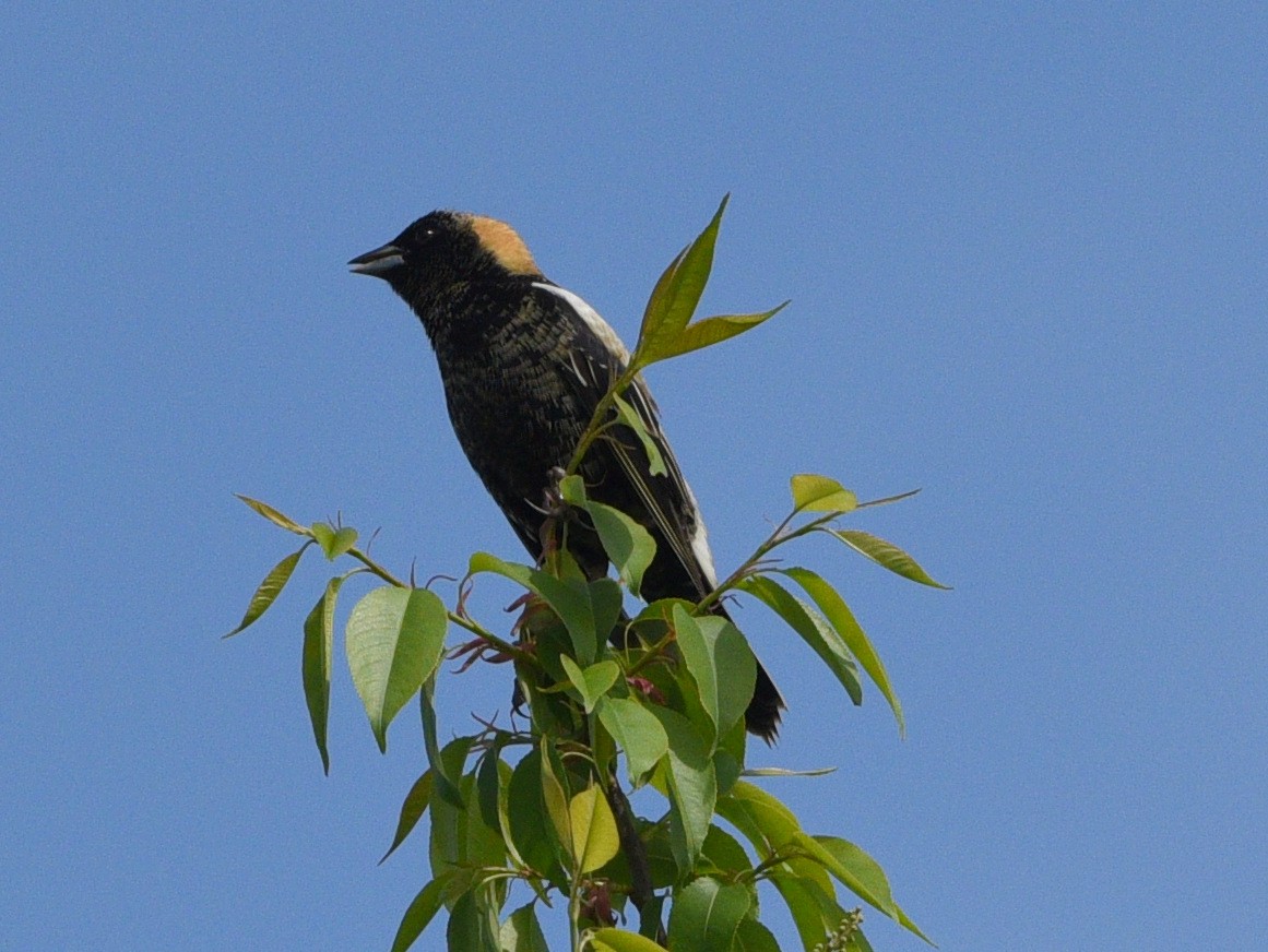 bobolink americký - ML618965565