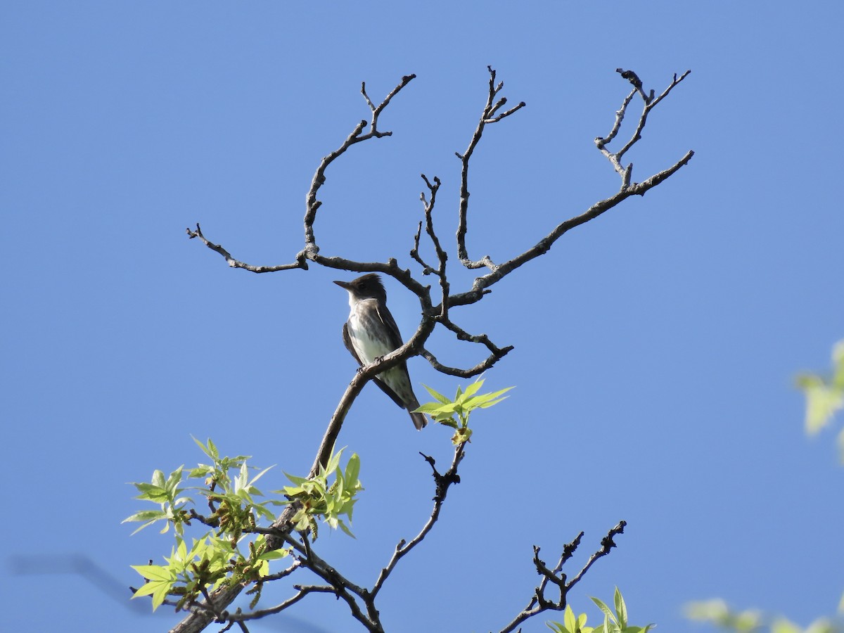 Olive-sided Flycatcher - james isaak