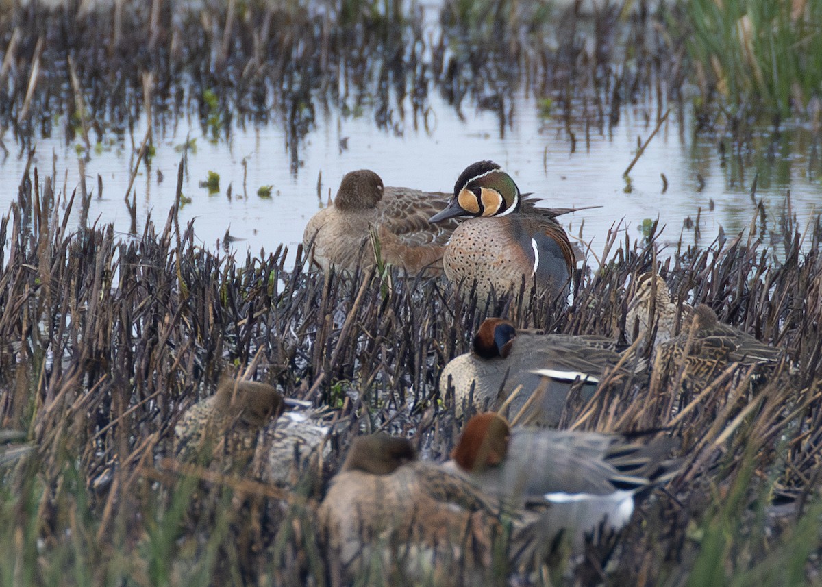 Baikal Teal - Nathaniel Dargue