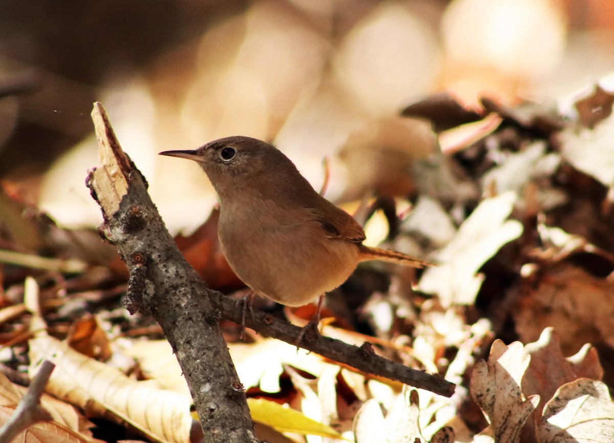 Chochín Criollo - ML618965630