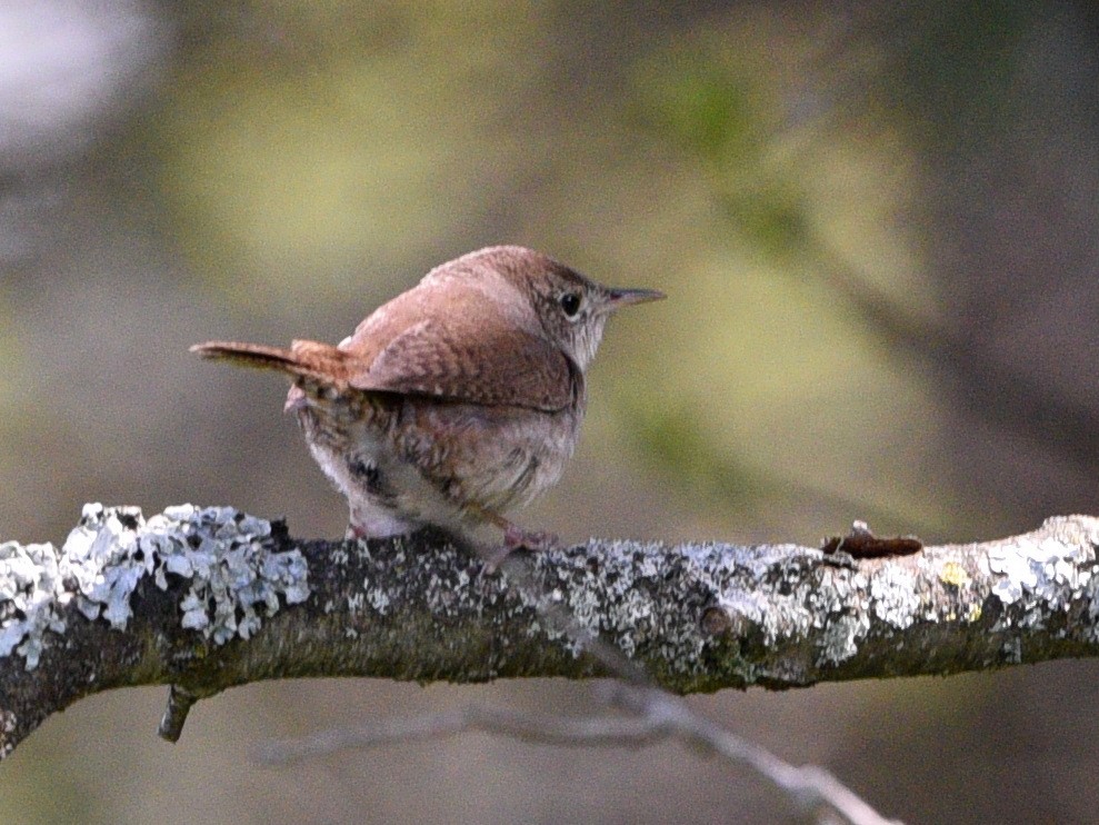 House Wren - Wendy Hill