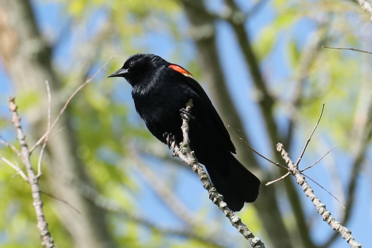 Red-winged Blackbird - michael vedder