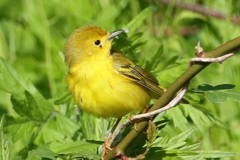 Yellow Warbler - ML618965670