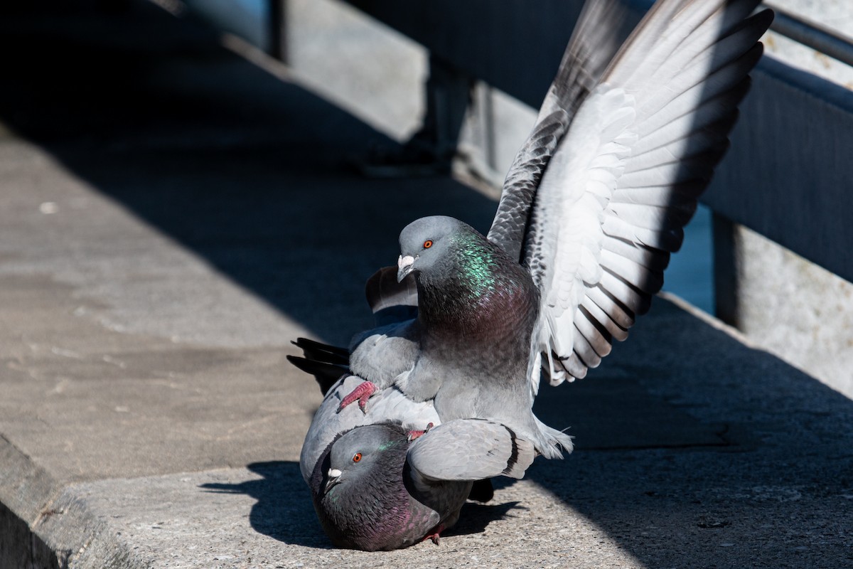 Rock Pigeon (Feral Pigeon) - Katie Sanborn