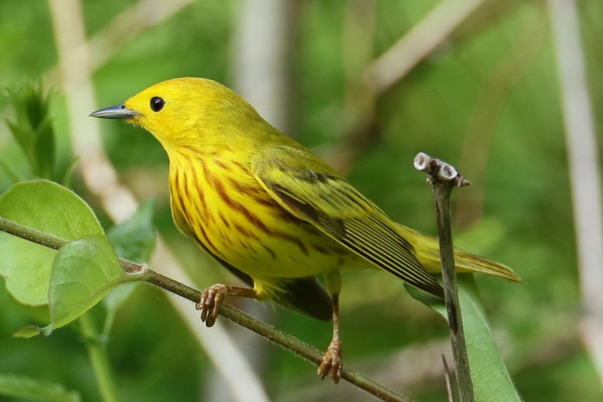 Yellow Warbler - ML618965686