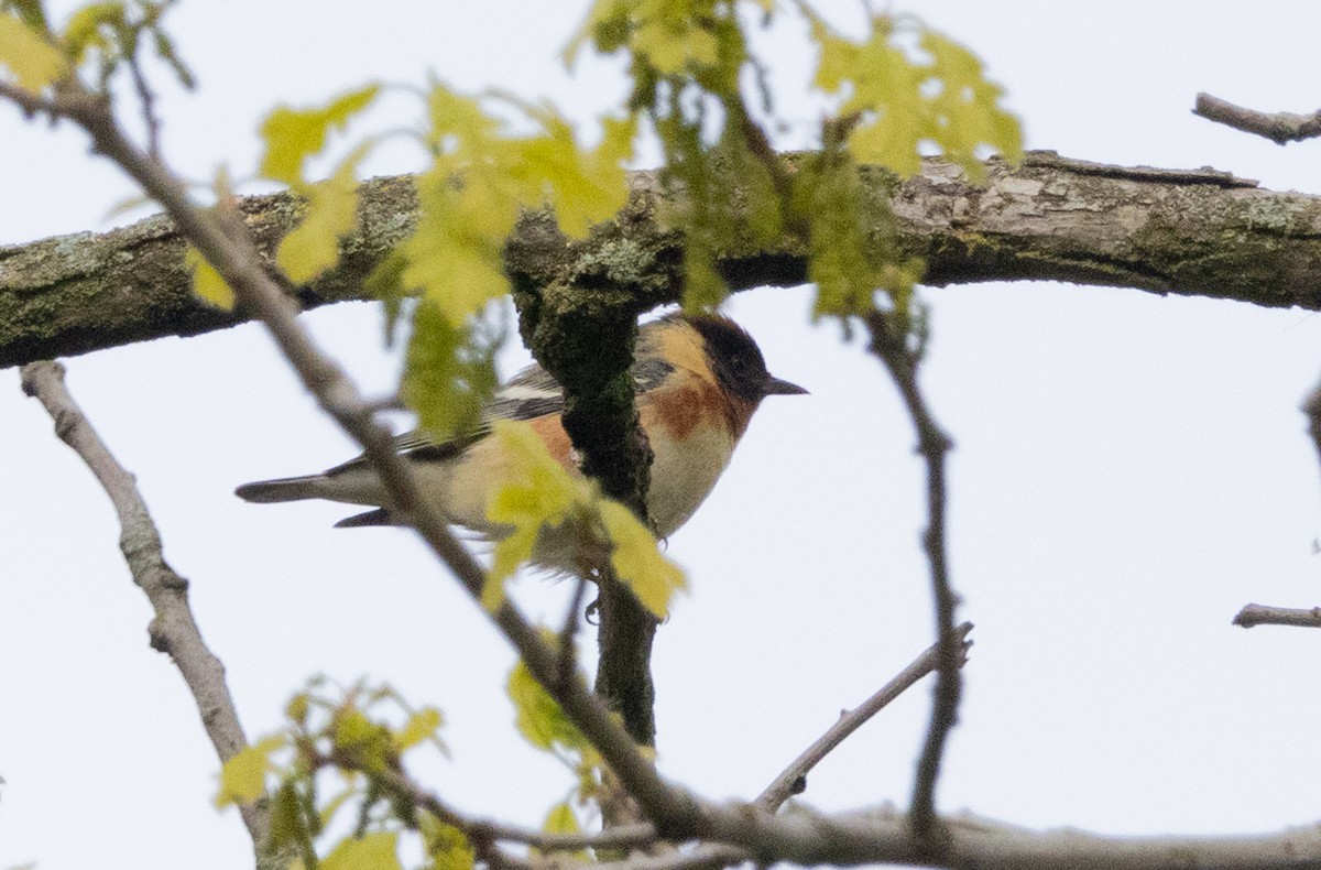 Bay-breasted Warbler - Hervé Daubard