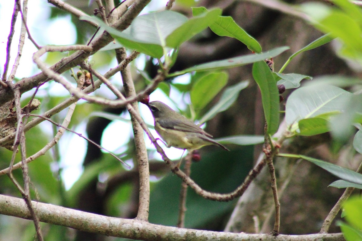 Black-throated Blue Warbler - dean garvin