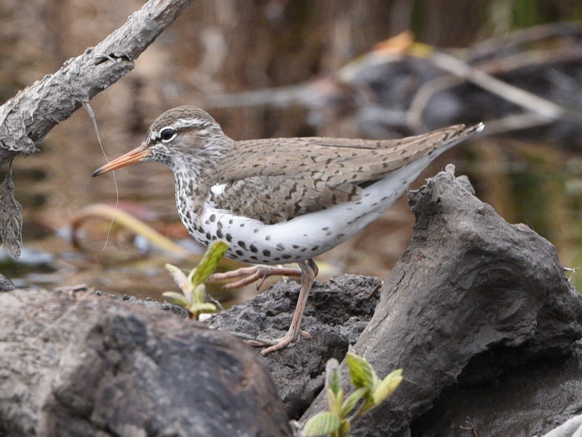 Spotted Sandpiper - ML618965735