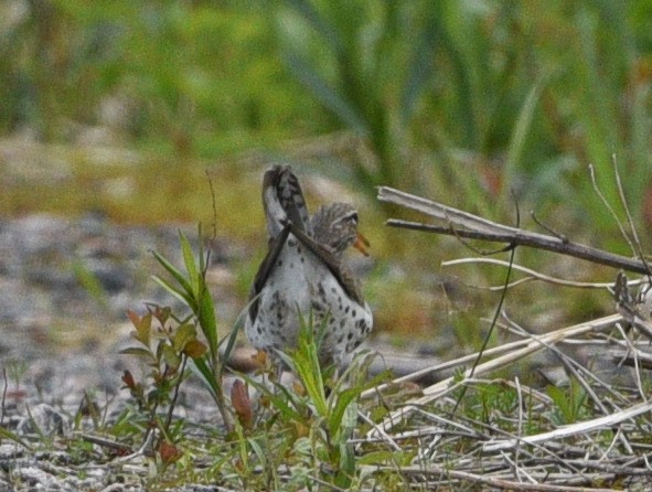 Spotted Sandpiper - ML618965741