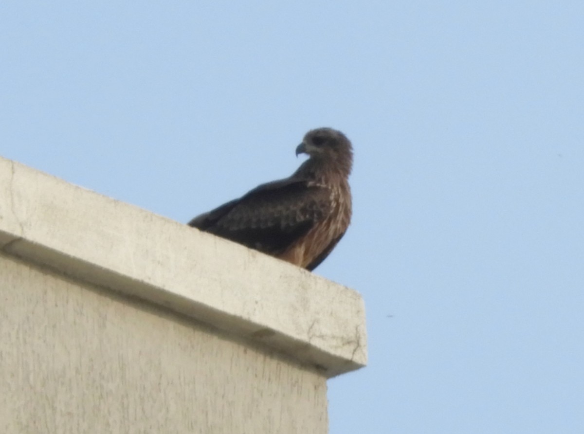 Black Kite - Manju Sinha