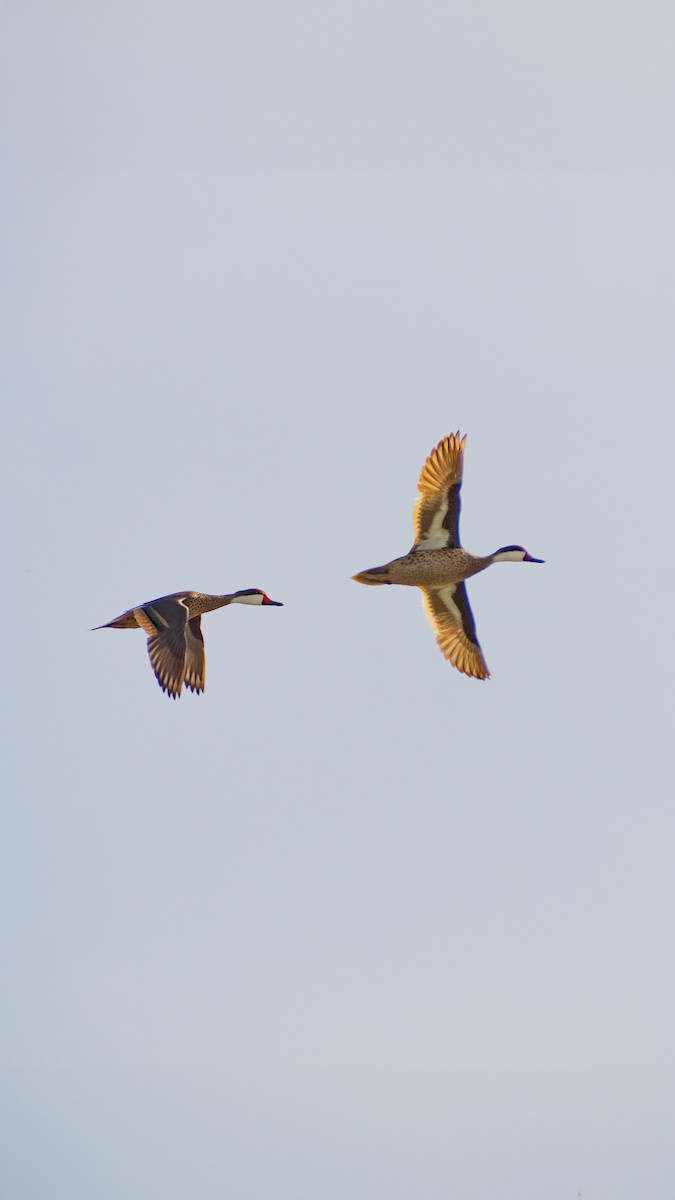 White-cheeked Pintail - ML618965746