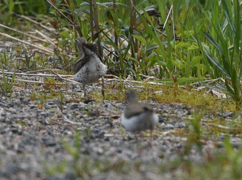 Spotted Sandpiper - ML618965749