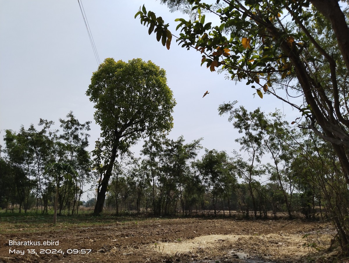 Asian Green Bee-eater - Bharat Kushwaha