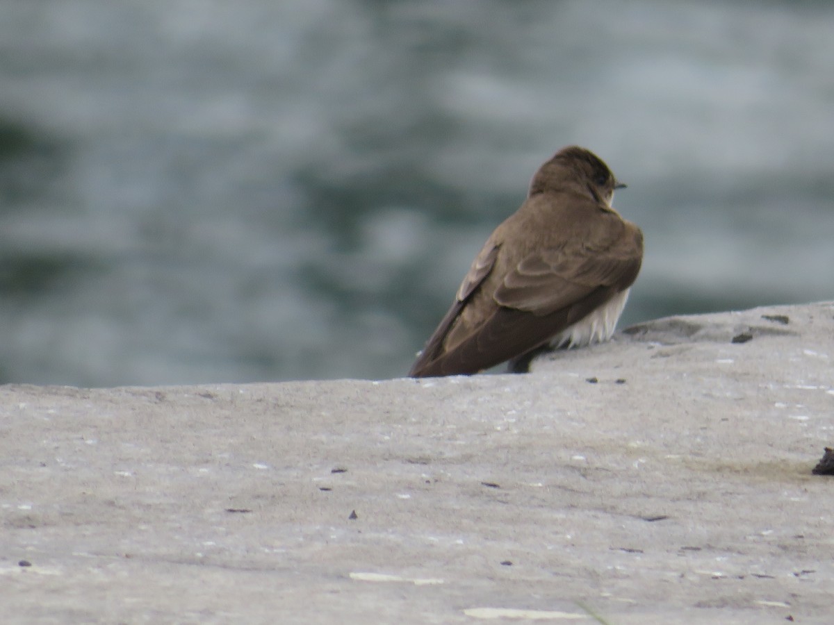 Northern Rough-winged Swallow - Daniel Cuerrier