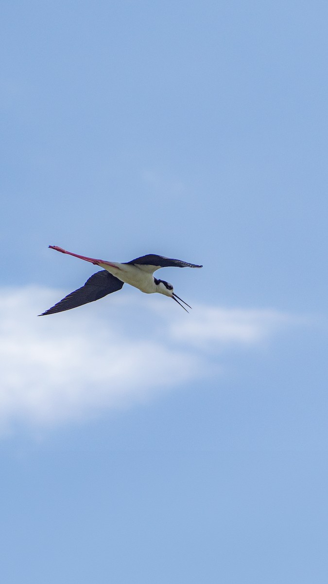 Black-necked Stilt - ML618965794