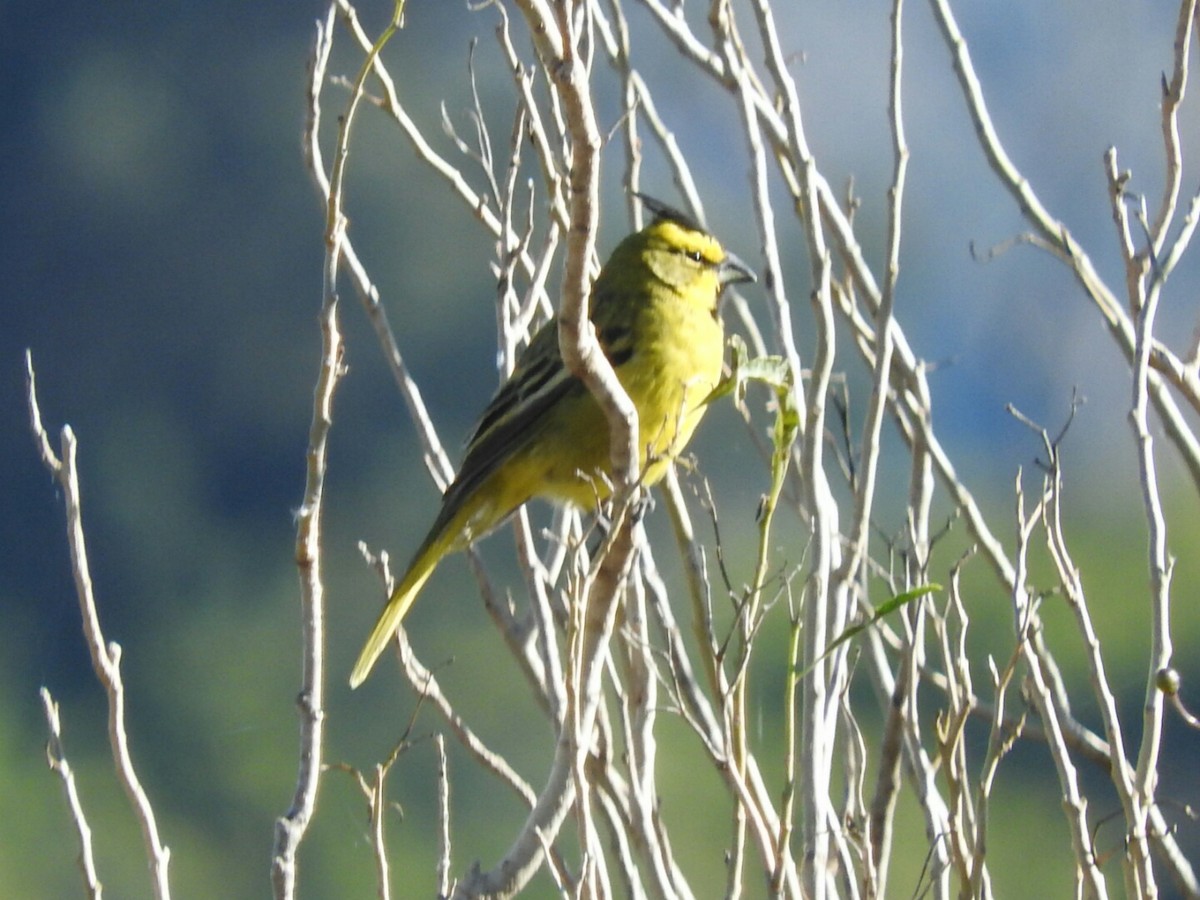 Yellow Cardinal - Enrique Chiurla