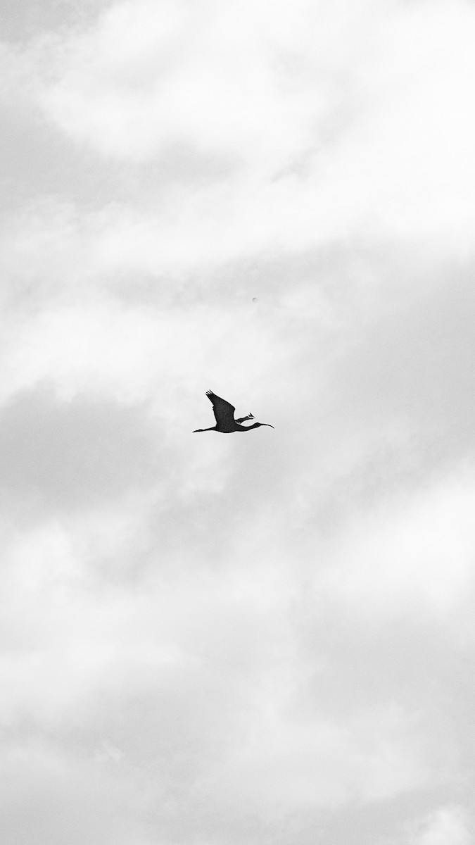 ibis hnědý - ML618965816