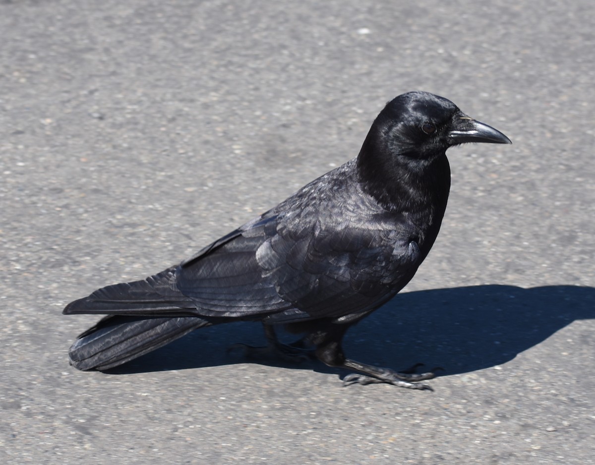 American Crow - ML618965820