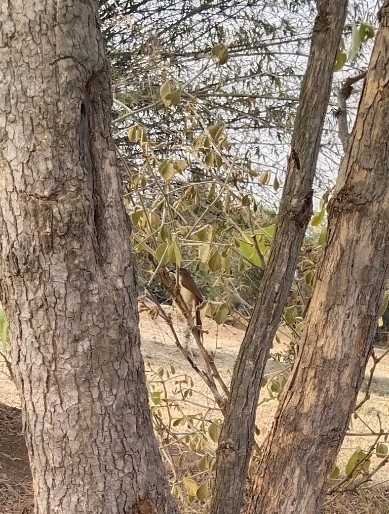 Yellow-eyed Babbler - Bharat Kushwaha