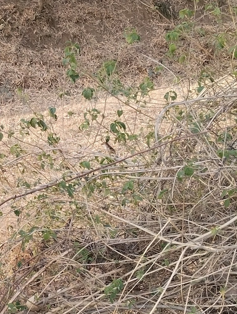 Yellow-eyed Babbler - ML618965856