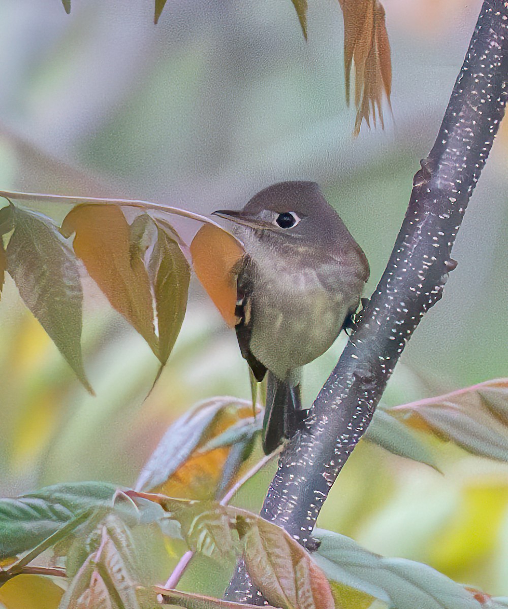 Western Flycatcher - Mary-Rose Hoang