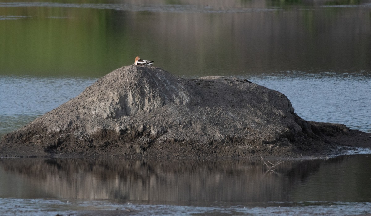 Avoceta Americana - ML618965873