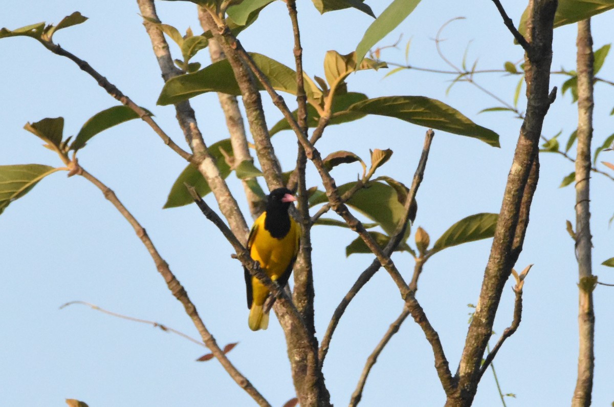 Black-hooded Oriole - Dr. Nupur Sawant
