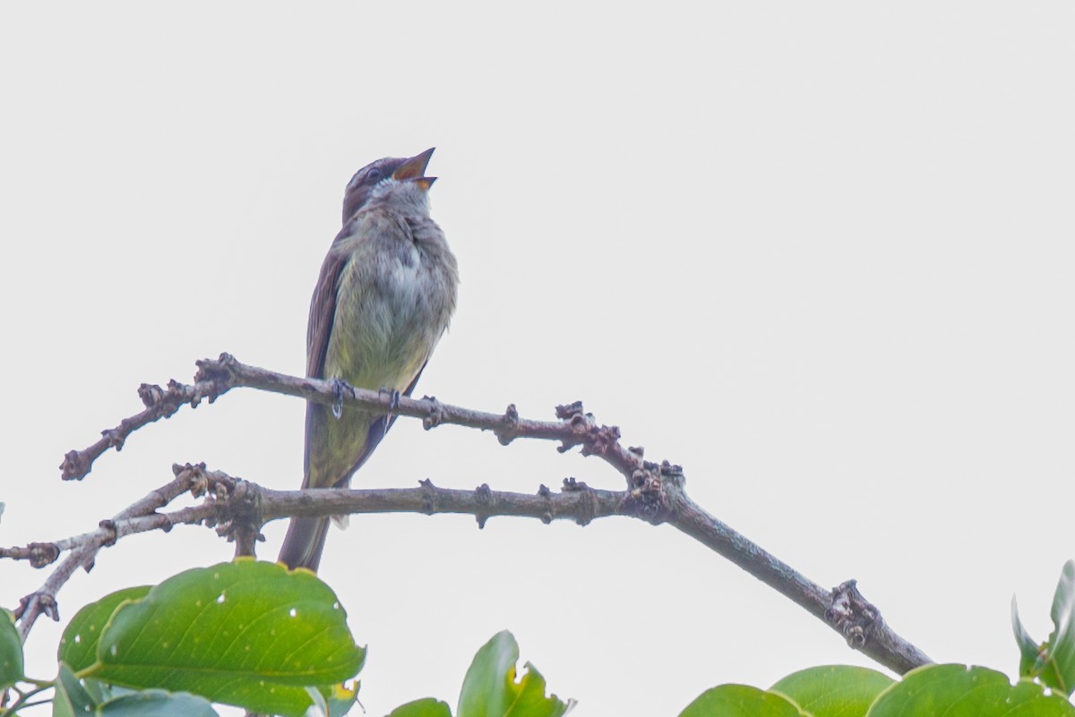 Piratic Flycatcher - ML618965880