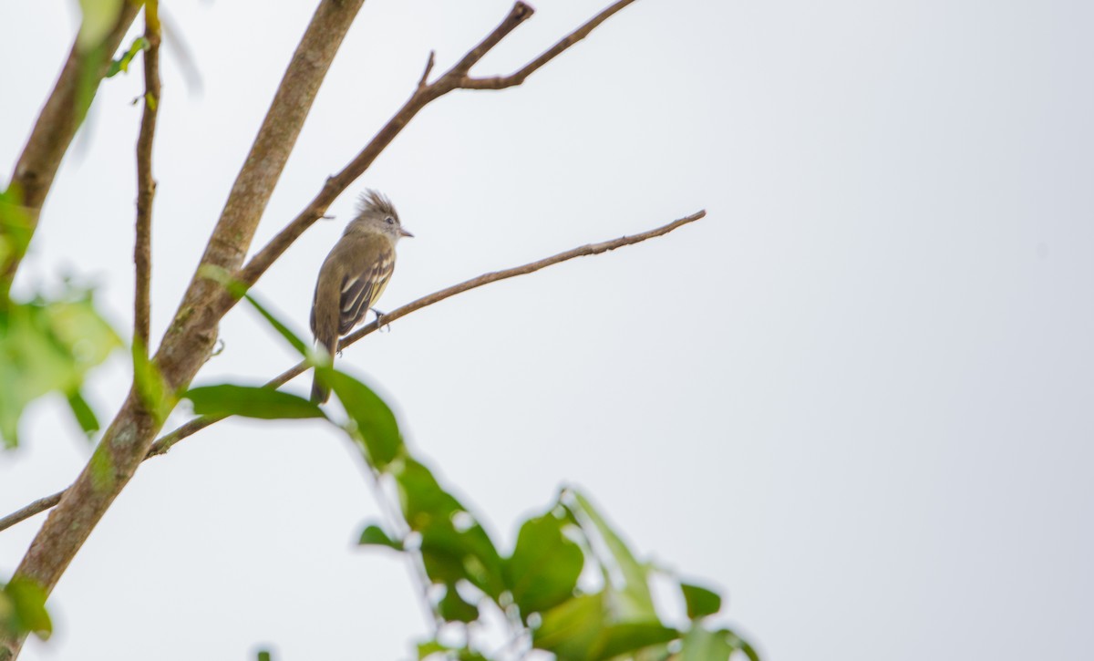 Yellow-bellied Elaenia - ML618965885