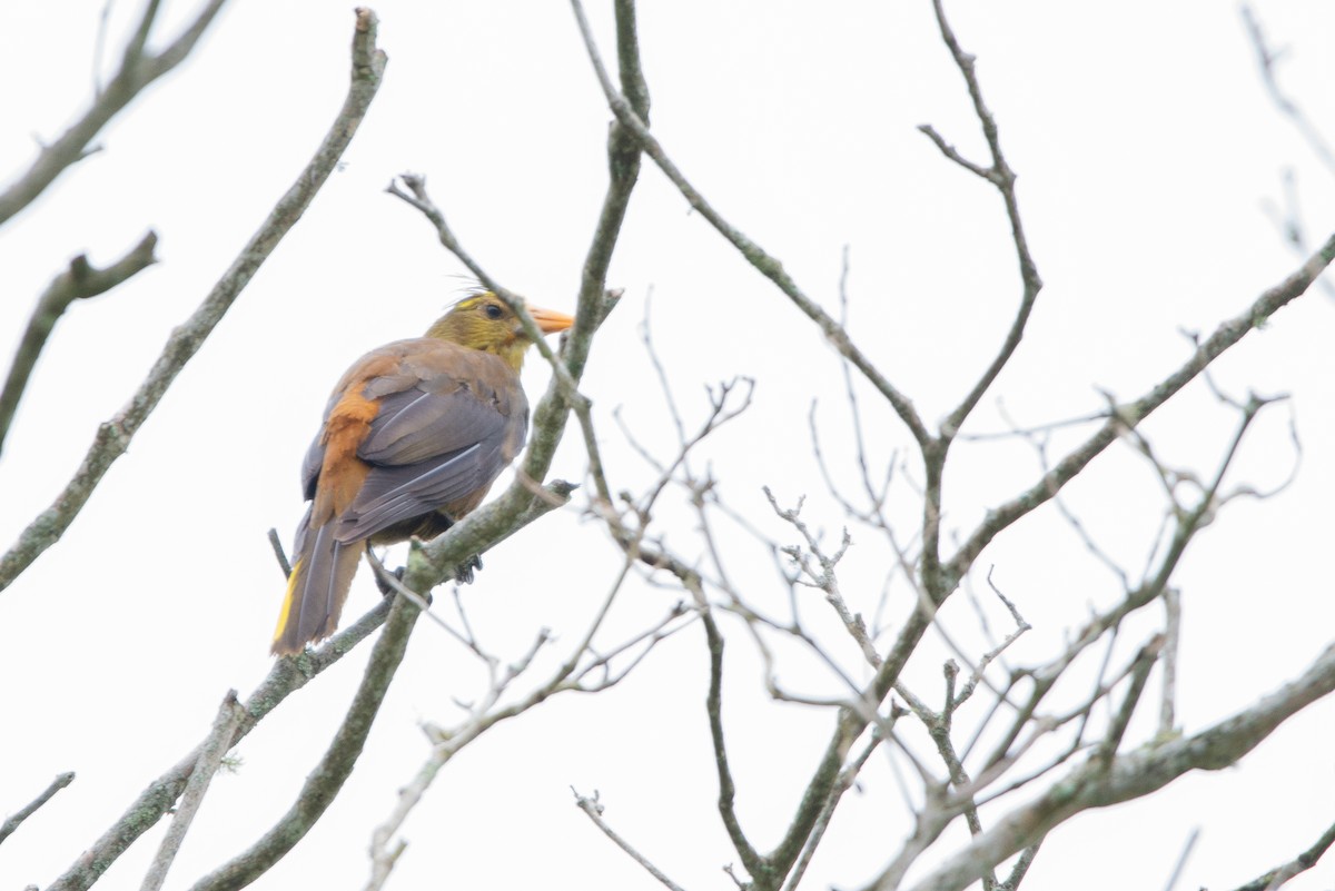 Russet-backed Oropendola - ML618965888