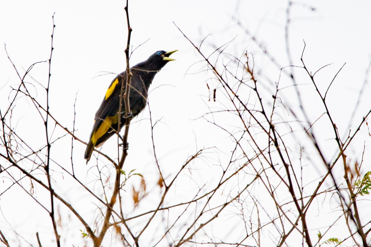 Yellow-rumped Cacique - Fundación Ecoturística Recetor Vive un Paraíso