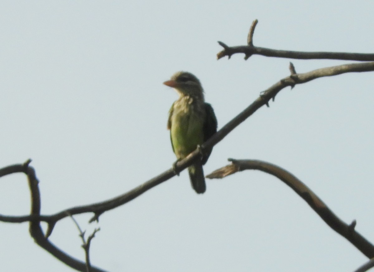 White-cheeked Barbet - Manju Sinha