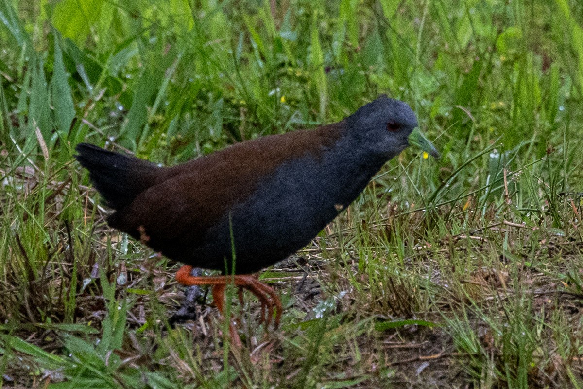 Black-tailed Crake - Uday Agashe